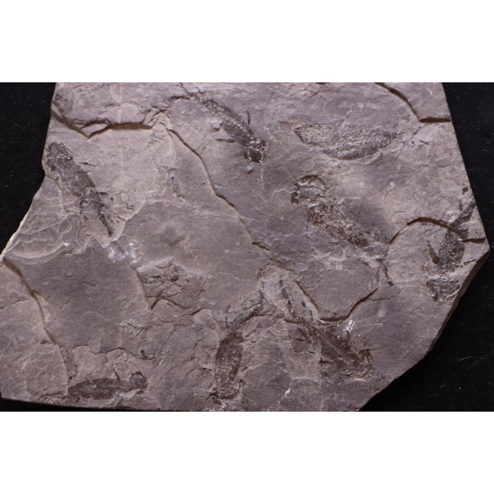 plaque avec 8 branchiosaure (protriton) petrolei - Autunien - Autun, FRANCE