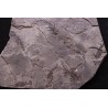 branchiosaure (protriton) petrolei - Autunian - Autun, France