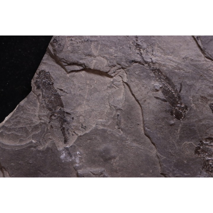 branchiosaure (protriton) petrolei - Autunian - Autun, France
