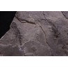 branchiosaure (protriton) petrolei - Autunian - Autun, France