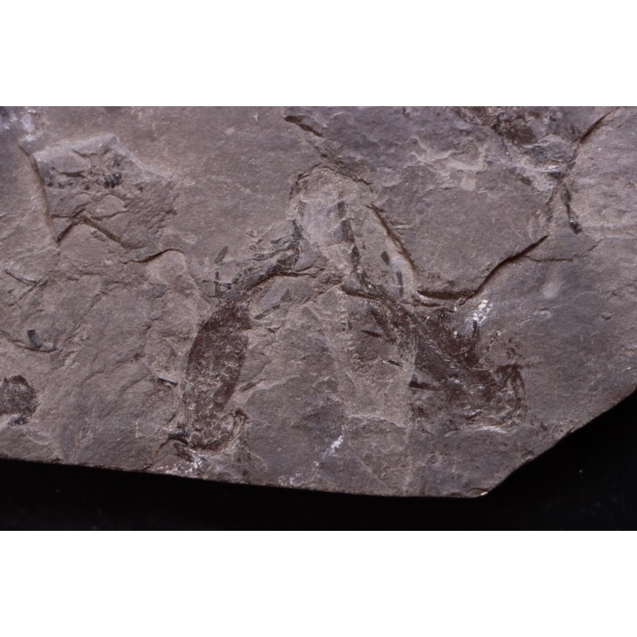 plaque avec 8 branchiosaure (protriton) petrolei - Autunien - Autun, FRANCE