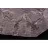 plaque avec 8 branchiosaure (protriton) petrolei - Autunien - Autun, FRANCE