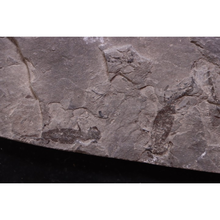 branchiosaure (protriton) petrolei - Autunian - Autun, France