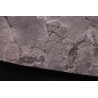 branchiosaure (protriton) petrolei - Autunian - Autun, France