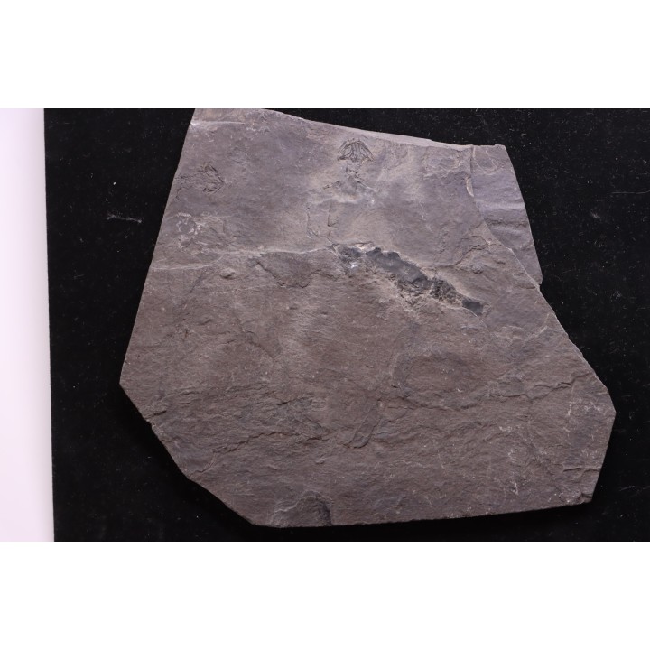 branchiosaure (protriton) petrolei - Autunian - Autun, France