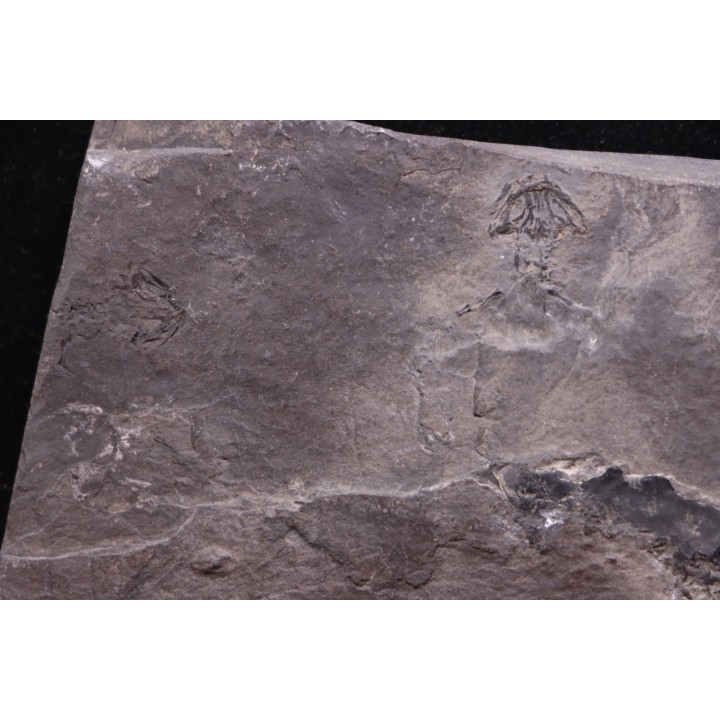 branchiosaure (protriton) petrolei - Autunian - Autun, France