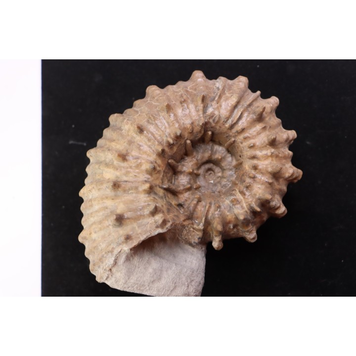 DOUVILLEICERAS INAEQUINODUM  middle Albian  - Courcelles quarry,  - Aube - France