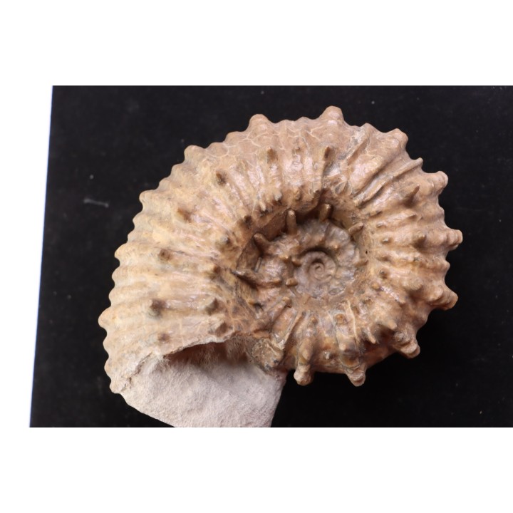 DOUVILLEICERAS INAEQUINODUM  middle Albian  - Courcelles quarry,  - Aube - France