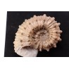 DOUVILLEICERAS INAEQUINODUM  middle Albian  - Courcelles quarry,  - Aube - France