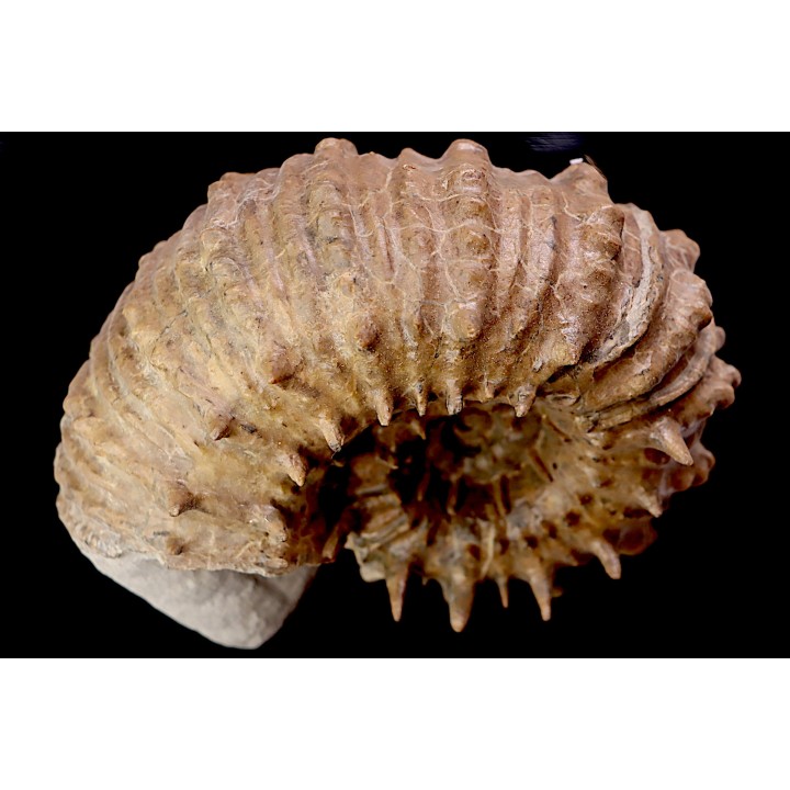 DOUVILLEICERAS INAEQUINODUM  middle Albian  - Courcelles quarry,  - Aube - France