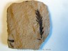METASEQUOIA (5)