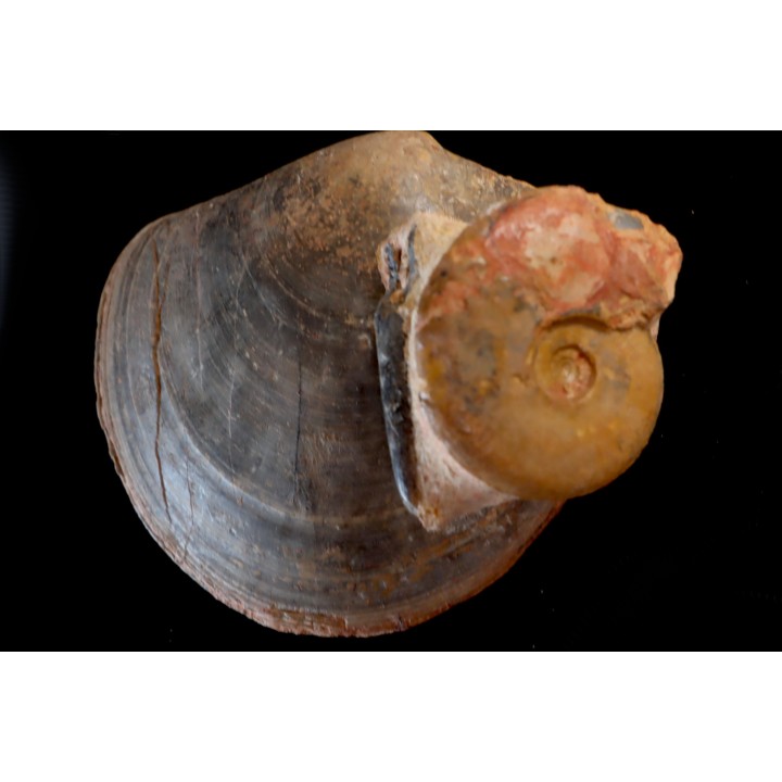 PLAGIOSTOMA SEMICIRCULARIS  LEIOCERAS COMPTUM  et bélemnite  Aalénian  Belmont quarry -, Rhône - FRANCE