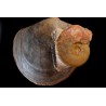 PLAGIOSTOMA SEMICIRCULARIS LEIOCERAS COMPTUM et bélemnite Aalénian Belmont quarry -, Rhône - FRANCE
