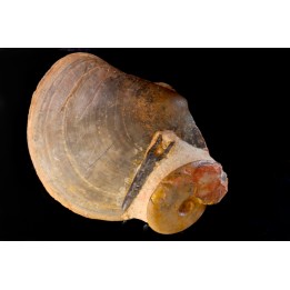 PLAGIOSTOMA SEMICIRCULARIS  LEIOCERAS COMPTUM  et bélemnite  Aalénian  Belmont quarry -, Rhône - FRANCE