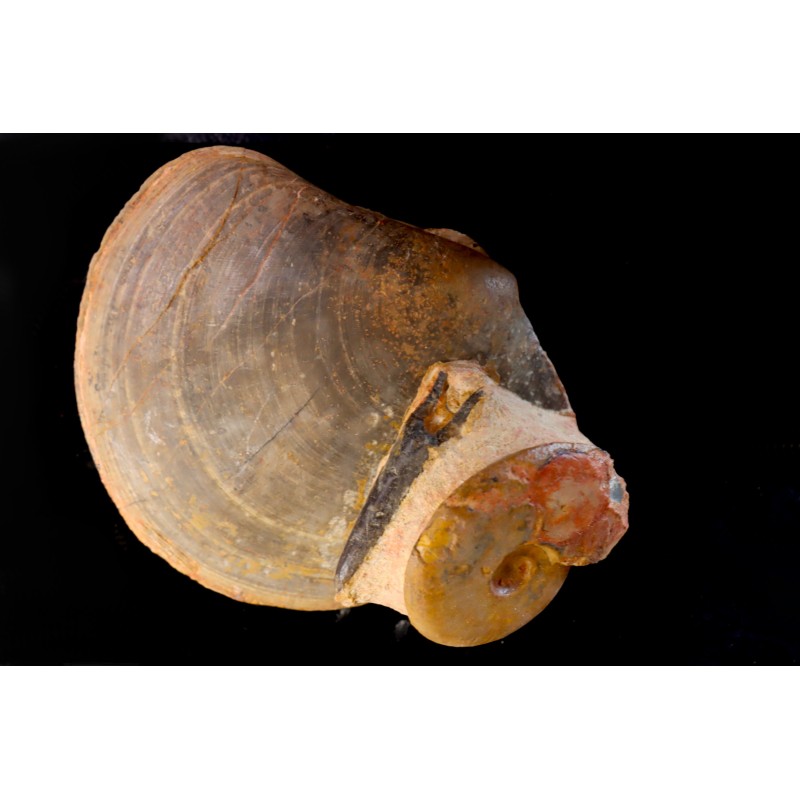 PLAGIOSTOMA SEMICIRCULARIS LEIOCERAS COMPTUM et bélemnite Aalénian Belmont quarry -, Rhône - FRANCE