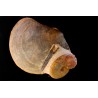 PLAGIOSTOMA SEMICIRCULARIS LEIOCERAS COMPTUM et bélemnite Aalénien Carrière Belmont -, Rhône - FRANCE