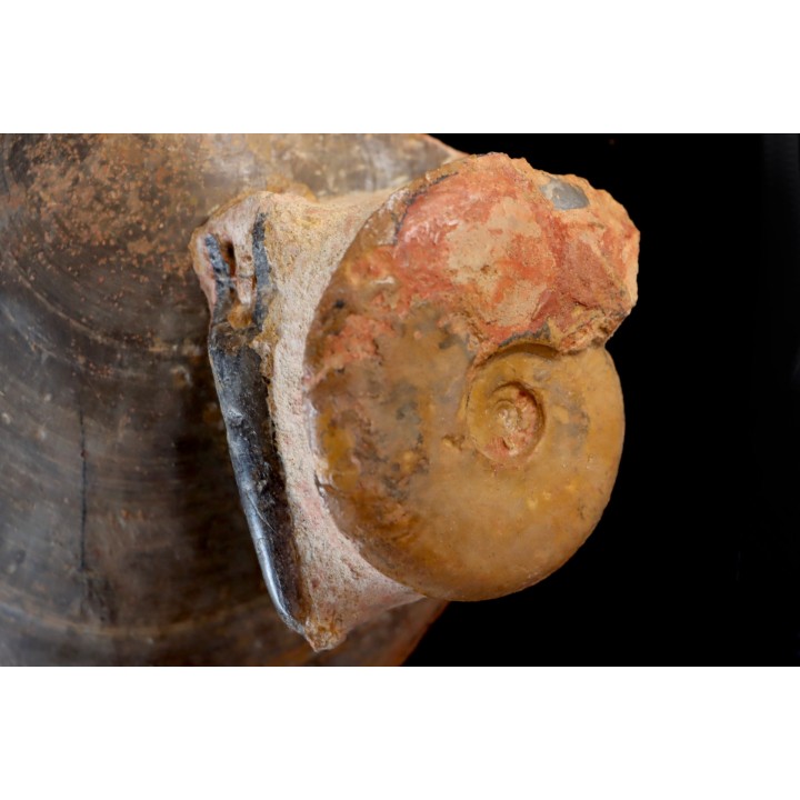 PLAGIOSTOMA SEMICIRCULARIS  LEIOCERAS COMPTUM et bélemnite  Aalénien  Carrière Belmont -, Rhône - FRANCE