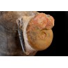 PLAGIOSTOMA SEMICIRCULARIS LEIOCERAS COMPTUM et bélemnite Aalénien Carrière Belmont -, Rhône - FRANCE