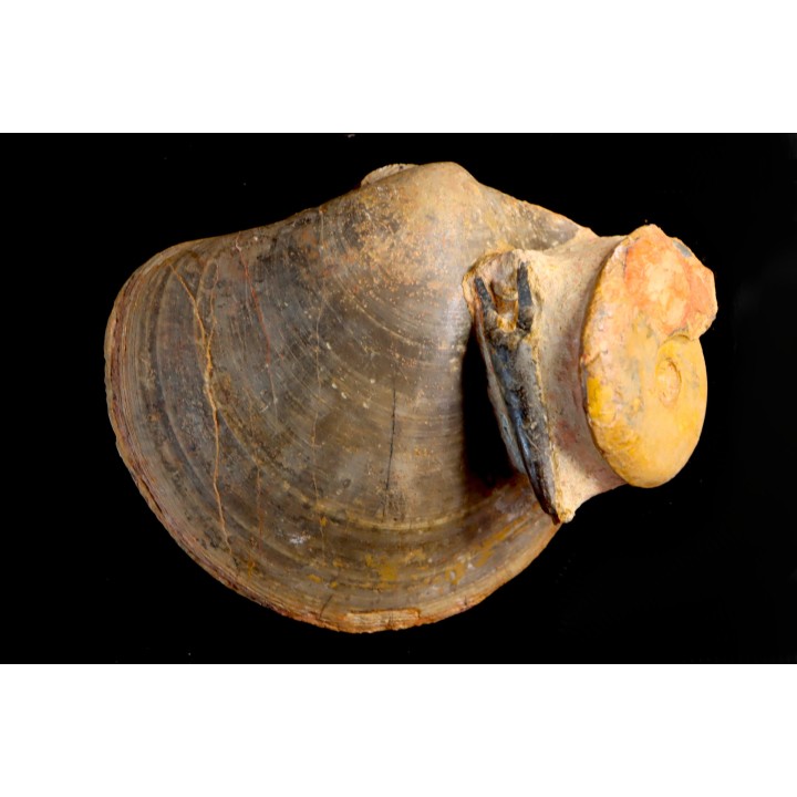 PLAGIOSTOMA SEMICIRCULARIS  LEIOCERAS COMPTUM  et bélemnite  Aalénian  Belmont quarry -, Rhône - FRANCE