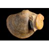 PLAGIOSTOMA SEMICIRCULARIS LEIOCERAS COMPTUM et bélemnite Aalénien Carrière Belmont -, Rhône - FRANCE