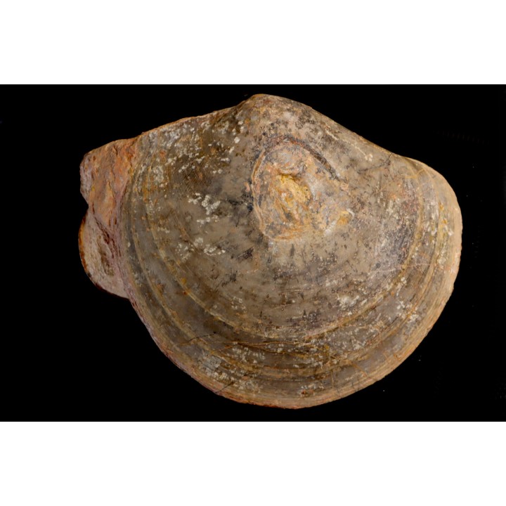 PLAGIOSTOMA SEMICIRCULARIS  LEIOCERAS COMPTUM et bélemnite  Aalénien  Carrière Belmont -, Rhône - FRANCE