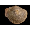 PLAGIOSTOMA SEMICIRCULARIS LEIOCERAS COMPTUM et bélemnite Aalénien Carrière Belmont -, Rhône - FRANCE