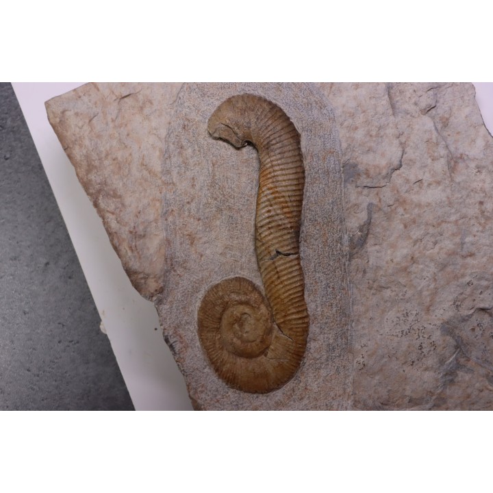 MACROSCAPHITES Yvani - Barremien sup. - Drome - France