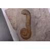 MACROSCAPHITES Yvani - Barremien sup. - Drome - France