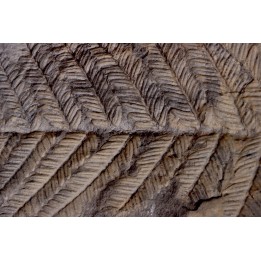 Fougère:  PECOPTERIS POLYMORPHA - Stephanian (carbonifere)  Graissesac, les Nieres, 34, FRANCE