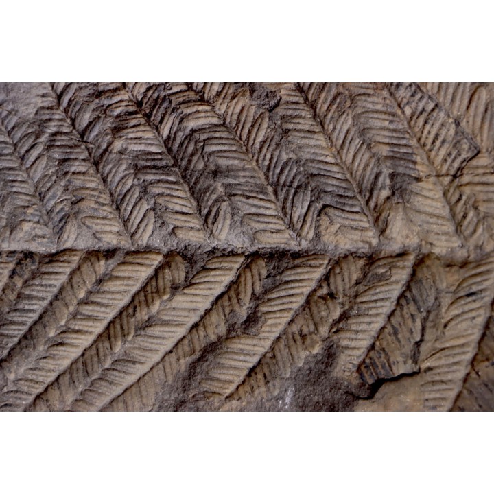 Fougère:  PECOPTERIS POLYMORPHA  Stephanian (carboniferous)  Graissesac, les Nieres, 34, FRANCE