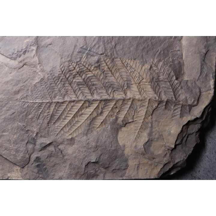 Fougère:  PECOPTERIS POLYMORPHA  Stephanian (carboniferous)  Graissesac, les Nieres, 34, FRANCE