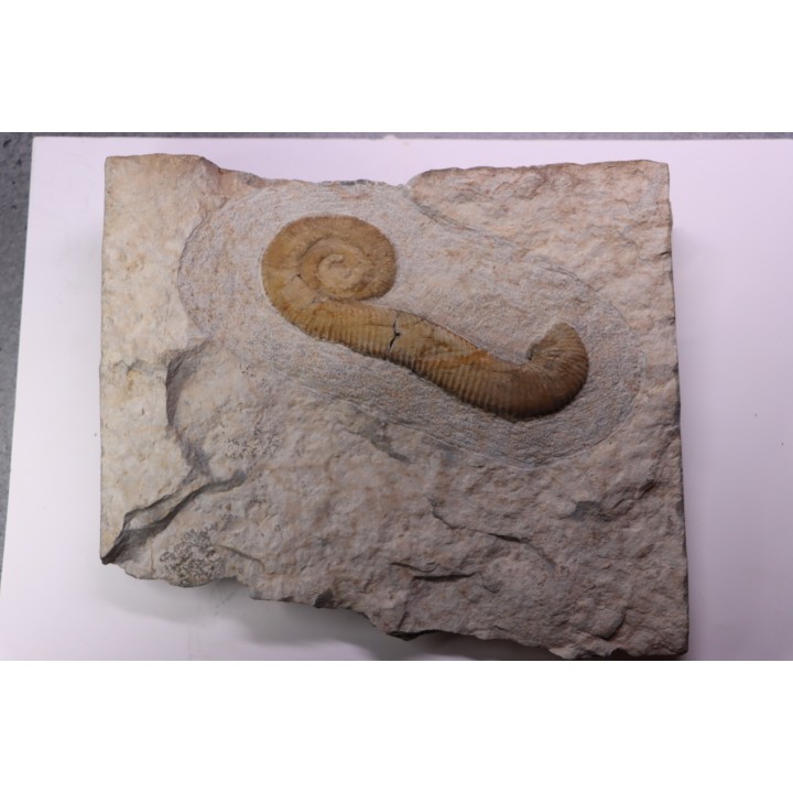 MACROSCAPHITES Yvani - Upper barremian - Drome - France