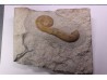 MACROSCAPHITES Yvani - Barremien sup. - Drome - France