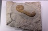 MACROSCAPHITES Yvani - Barremien sup. - Drome - France