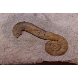 MACROSCAPHITES Yvani - Upper barremian - Drome - France