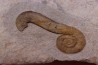 MACROSCAPHITES Yvani - Barremien sup. - Drome - France