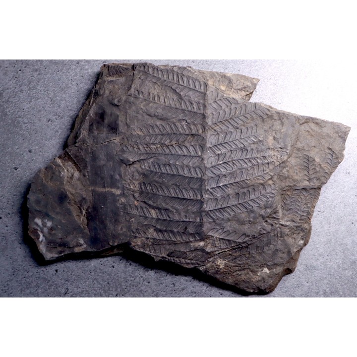 Fougère:  PECOPTERIS POLYMORPHA - Stephanian (carbonifere)  Graissesac, les Nieres, 34, FRANCE
