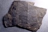 Fougère:  PECOPTERIS POLYMORPHA  Stephanian (carboniferous)  Graissesac, les Nieres, 34, FRANCE