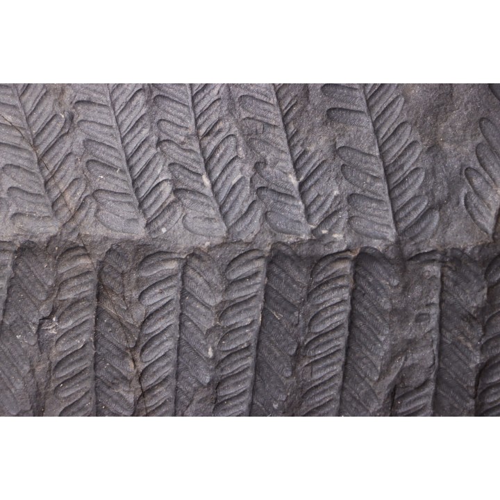 Fougère:  PECOPTERIS POLYMORPHA  Stephanian (carboniferous)  Graissesac, les Nieres, 34, FRANCE