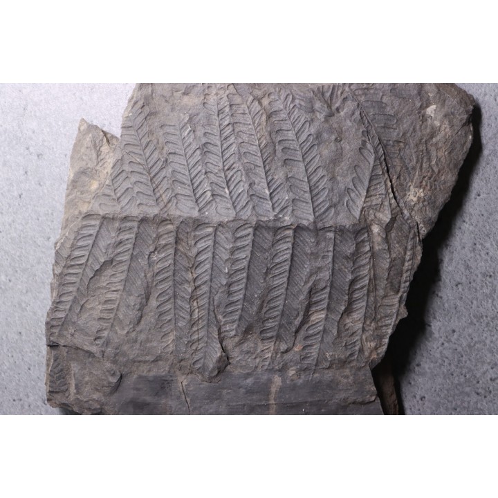 Fougère:  PECOPTERIS POLYMORPHA - Stephanian (carbonifere)  Graissesac, les Nieres, 34, FRANCE