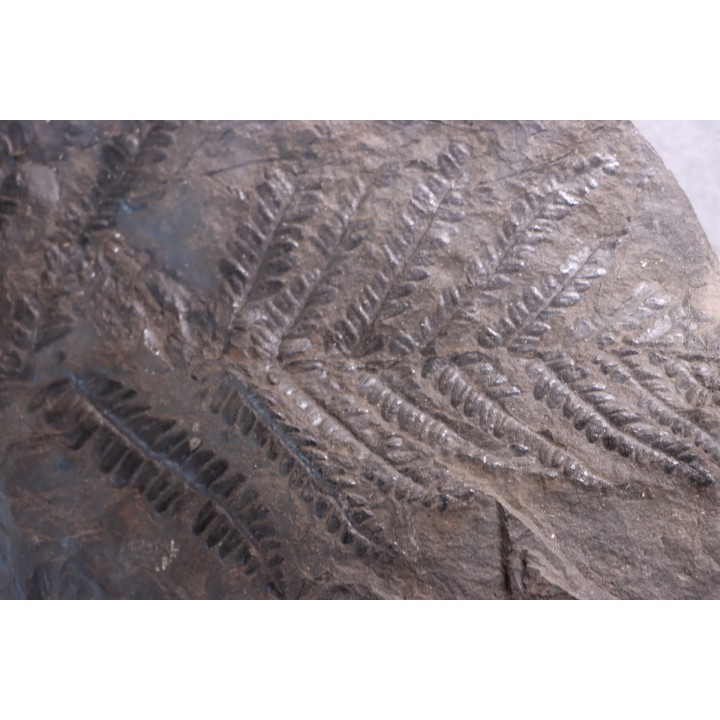 Fougère:  PECOPTERIS POLYMORPHA  Stephanian (carboniferous)  Graissesac, les Nieres, 34, FRANCE