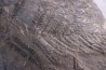 Fougère:  PECOPTERIS POLYMORPHA  Stephanian (carboniferous)  Graissesac, les Nieres, 34, FRANCE