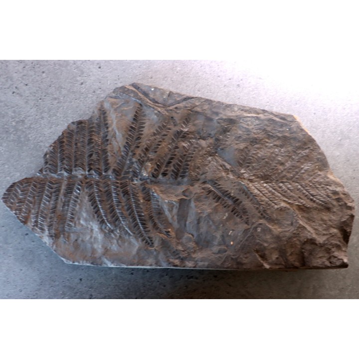 Fougère:  PECOPTERIS POLYMORPHA  Stephanian (carboniferous)  Graissesac, les Nieres, 34, FRANCE