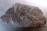 Fougère:  PECOPTERIS POLYMORPHA - Stephanian (carbonifere)  Graissesac, les Nieres, 34, FRANCE