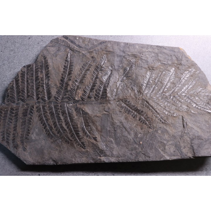 Fougère:  PECOPTERIS POLYMORPHA  Stephanian (carboniferous)  Graissesac, les Nieres, 34, FRANCE