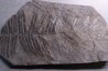 Fougère:  PECOPTERIS POLYMORPHA - Stephanian (carbonifere)  Graissesac, les Nieres, 34, FRANCE