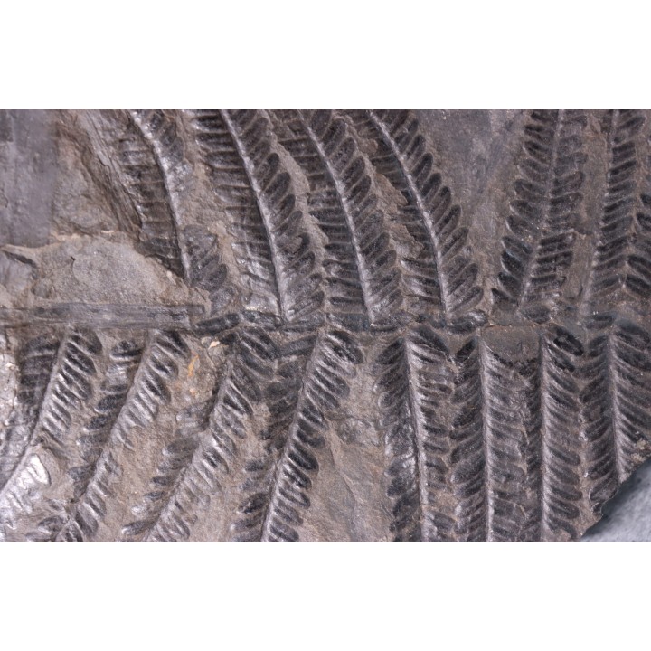 Fougère:  PECOPTERIS POLYMORPHA  Stephanian (carboniferous)  Graissesac, les Nieres, 34, FRANCE