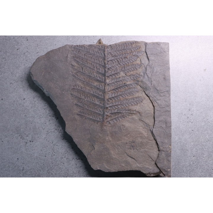 Fougère:  PECOPTERIS POLYMORPHA  Stephanian (carboniferous)  Graissesac, les Nieres, 34, FRANCE