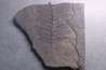 Fougère: PECOPTERIS POLYMORPHA - Stephanian (carbonifere) Graissesac, les Nieres, 34, FRANCE