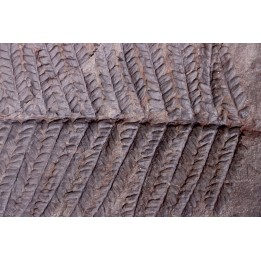 Fougère:  PECOPTERIS POLYMORPHA - Stephanian (carbonifere)  Graissesac, les Nieres, 34, FRANCE